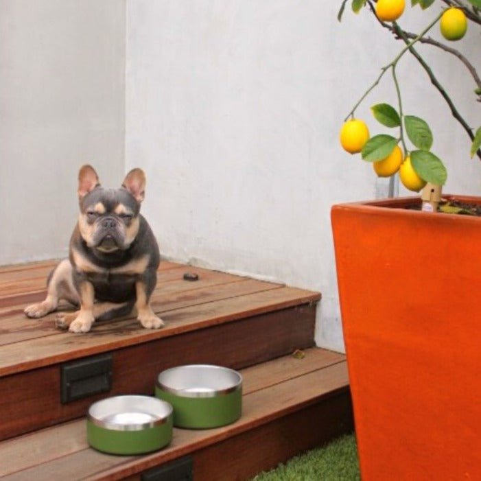 Stainless Steel Pet Bowl – Non-Slip, Durable & Dishwasher Safe | 32oz and 64oz - Purrfect Pet Kingdom