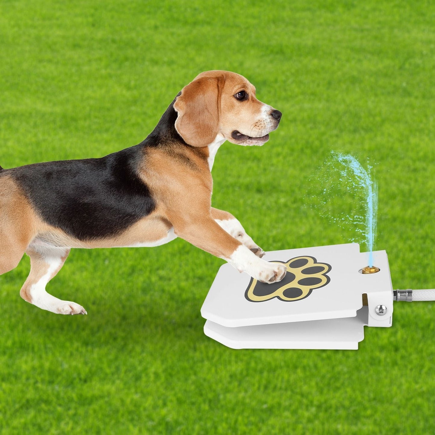 Beagle using a step-on dog water dispenser for easy access to fresh water outdoors