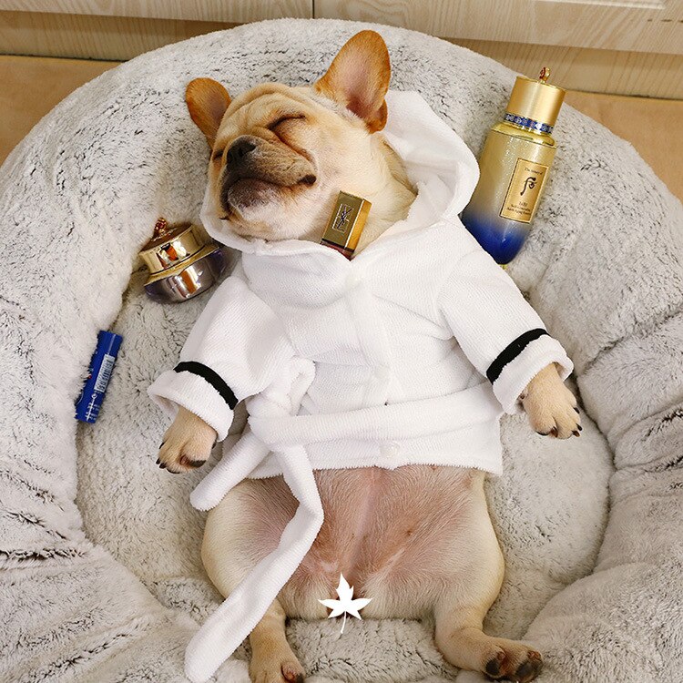 Cute dog in a white dog hooded bathrobe relaxing on a cozy bed with grooming products