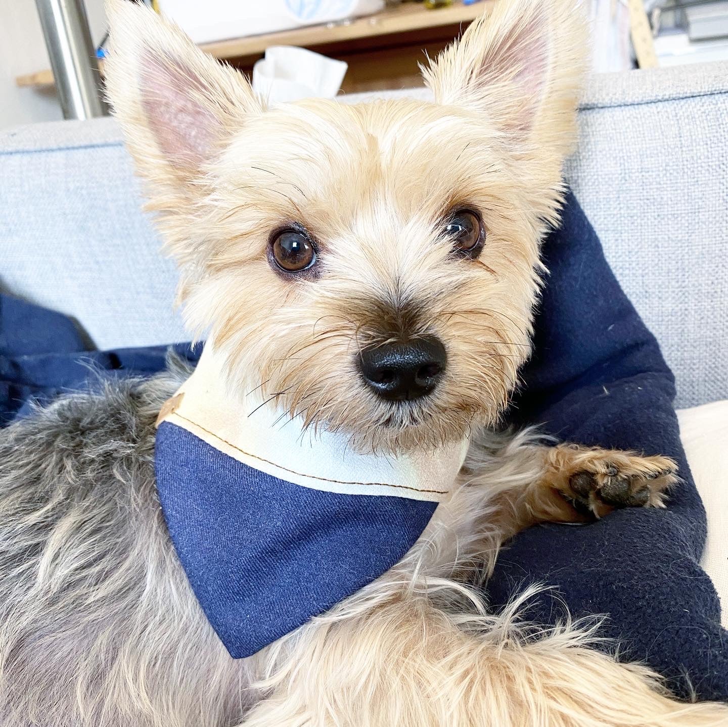 Stylish cat bandana for pets in blue and cream, perfect for playful and fashionable cats.