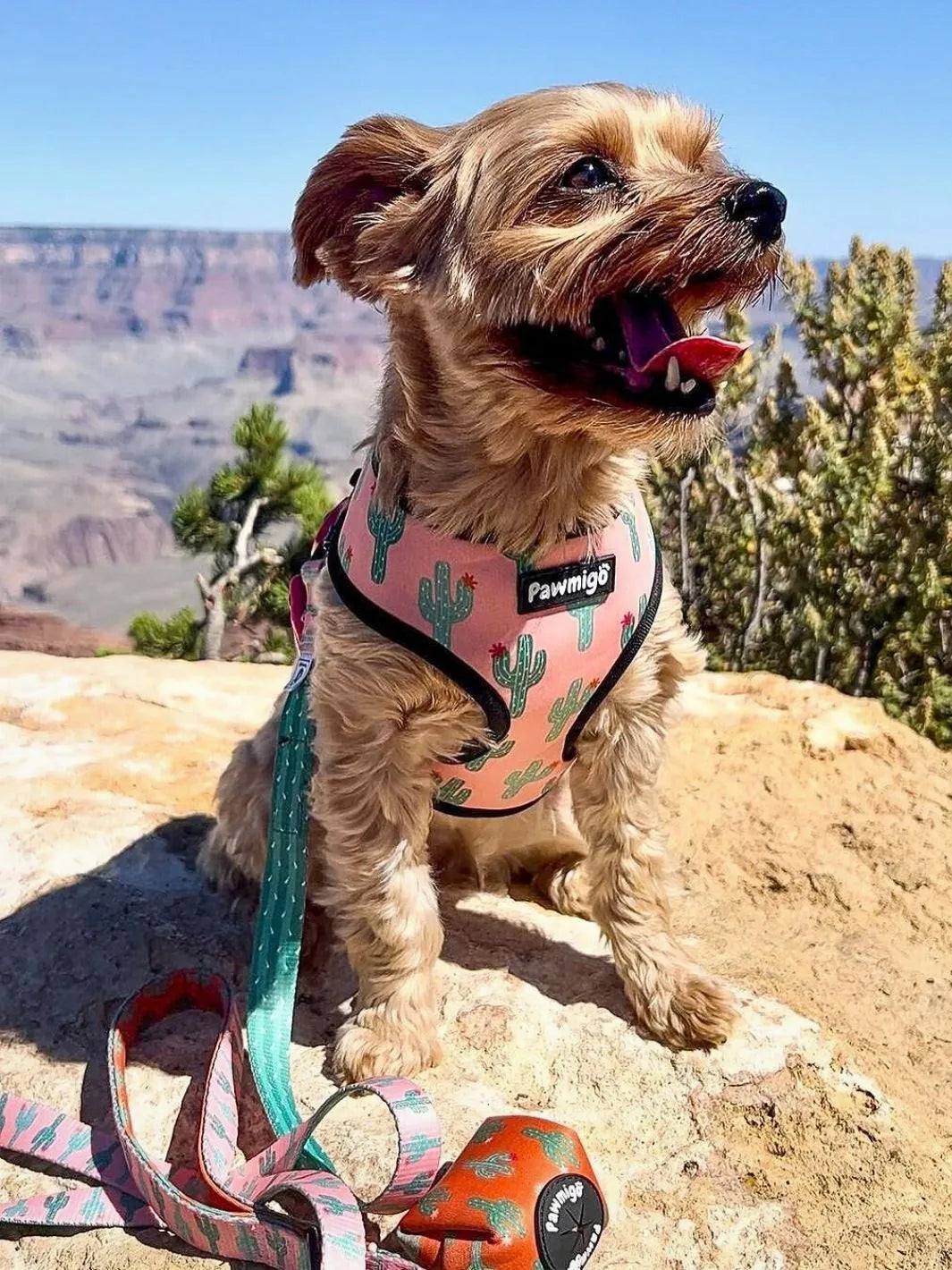 Succa For You Leash Kit by Purrfect Pet Kingdom in vibrant colors, perfect for stylish pet walks. Price: $25.99.