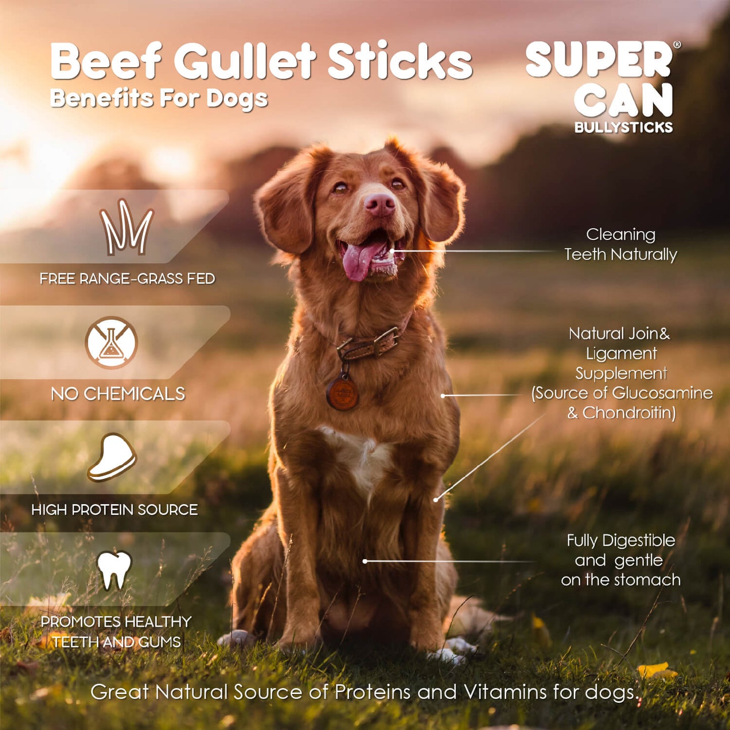 Beef gullet sticks for dogs from Purrfect Pet Kingdom promoting healthy teeth and digestibility with dog bully sticks