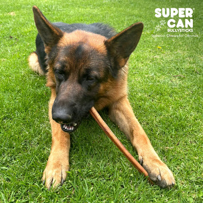 SuperCan Bully Sticks - 6" Jumbo Bully Sticks - High-Protein Dog Chews - Dog Treats