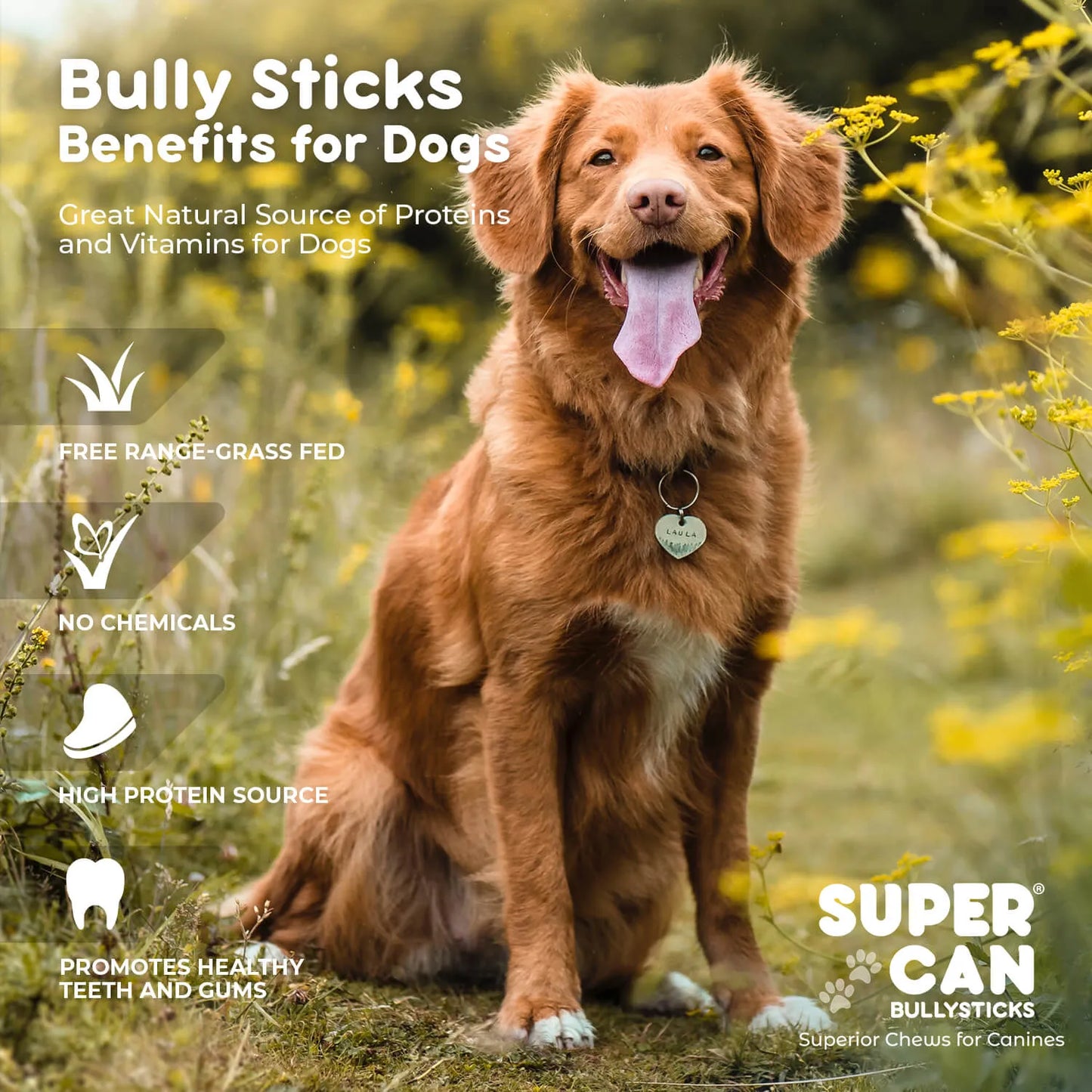 SuperCan Bully Sticks - 6" Jumbo Bully Sticks - High-Protein Dog Chews