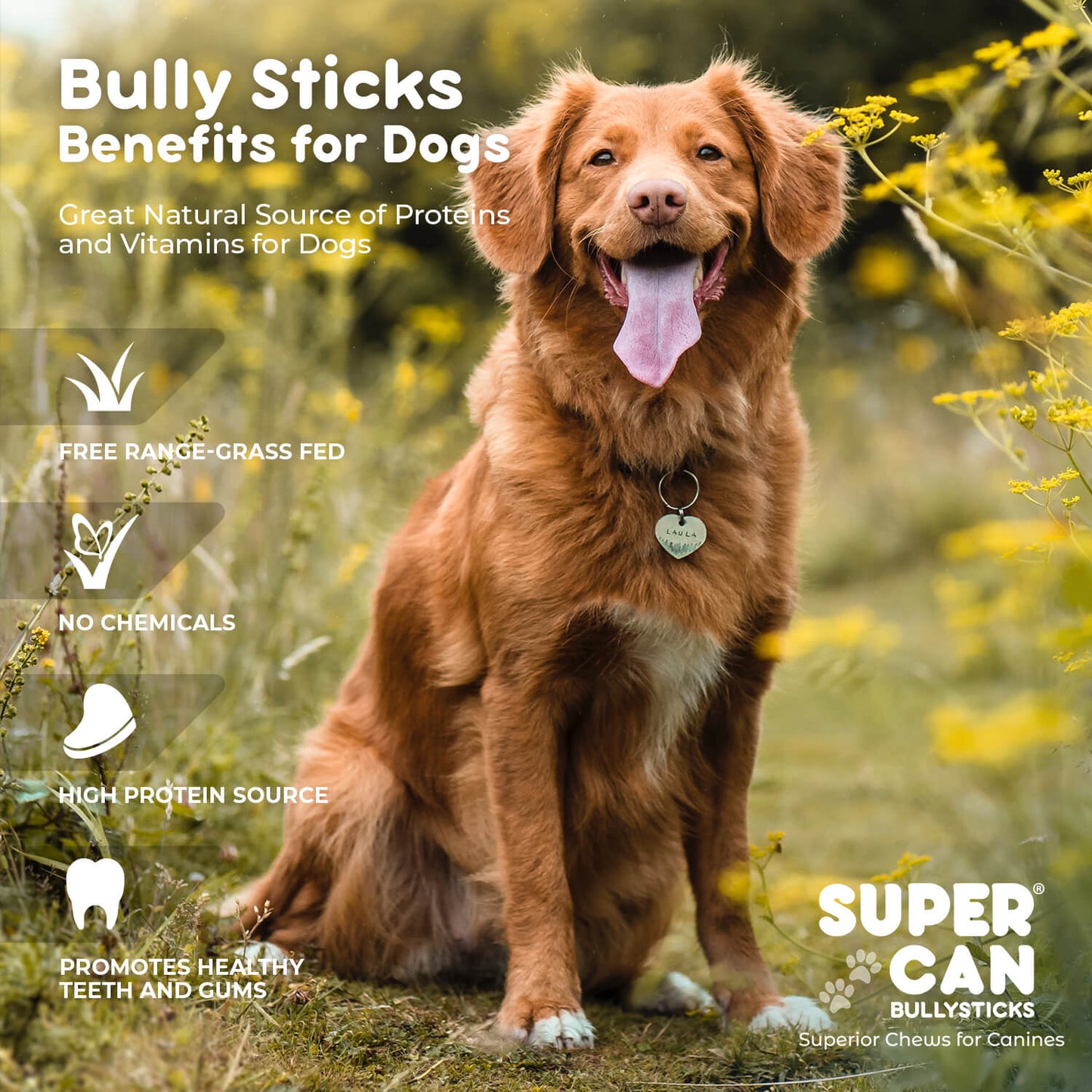 SuperCan Bully Sticks for dogs featuring a happy dog with a natural backdrop, rich in protein and vitamins