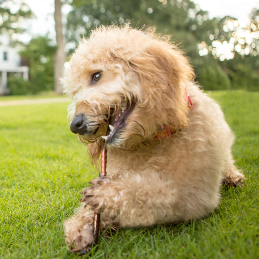 Happy dog enjoying a chew on a dog bully sticks in the green grass outdoors