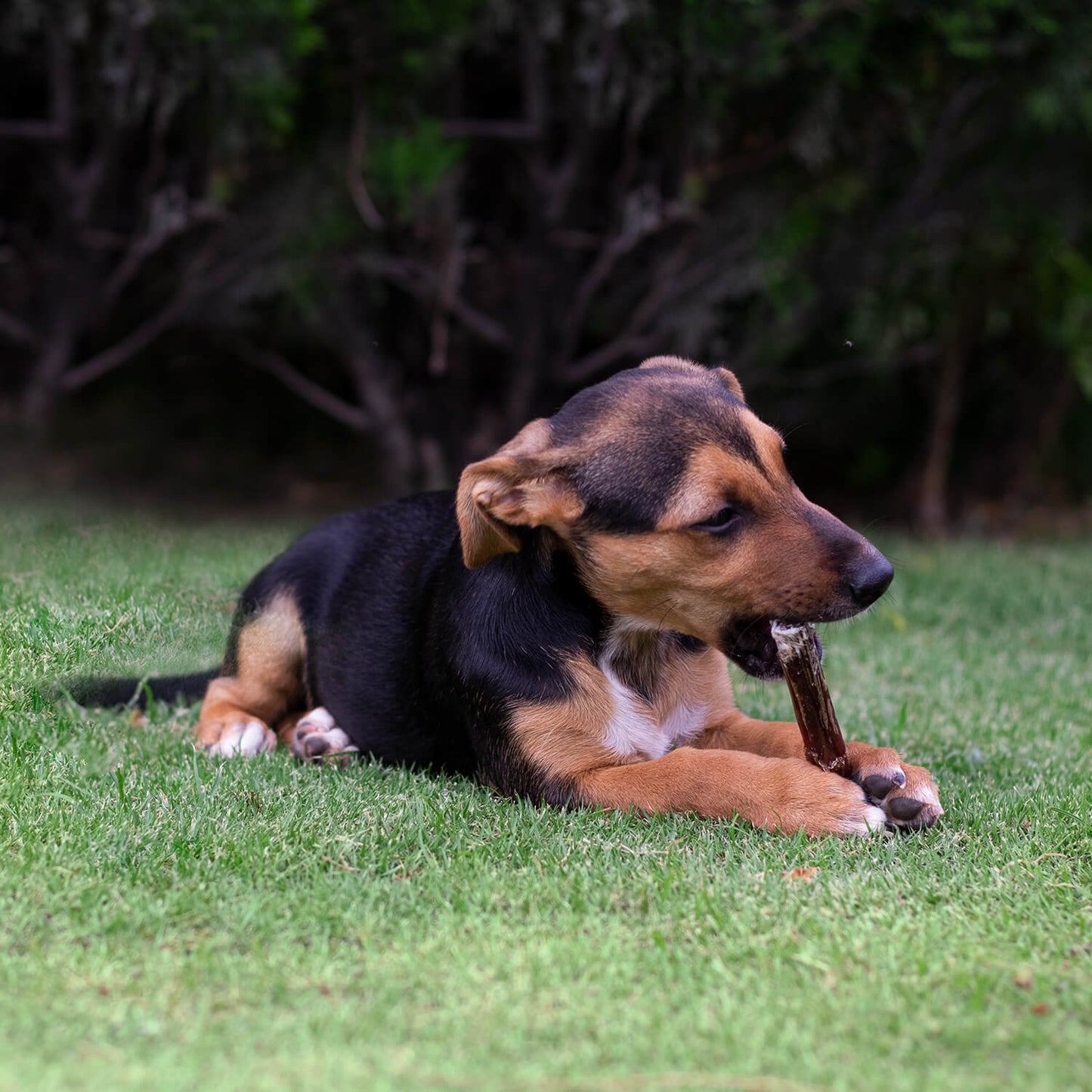 Happy dog enjoying dog bully sticks in green grass, perfect for chewers and training rewards