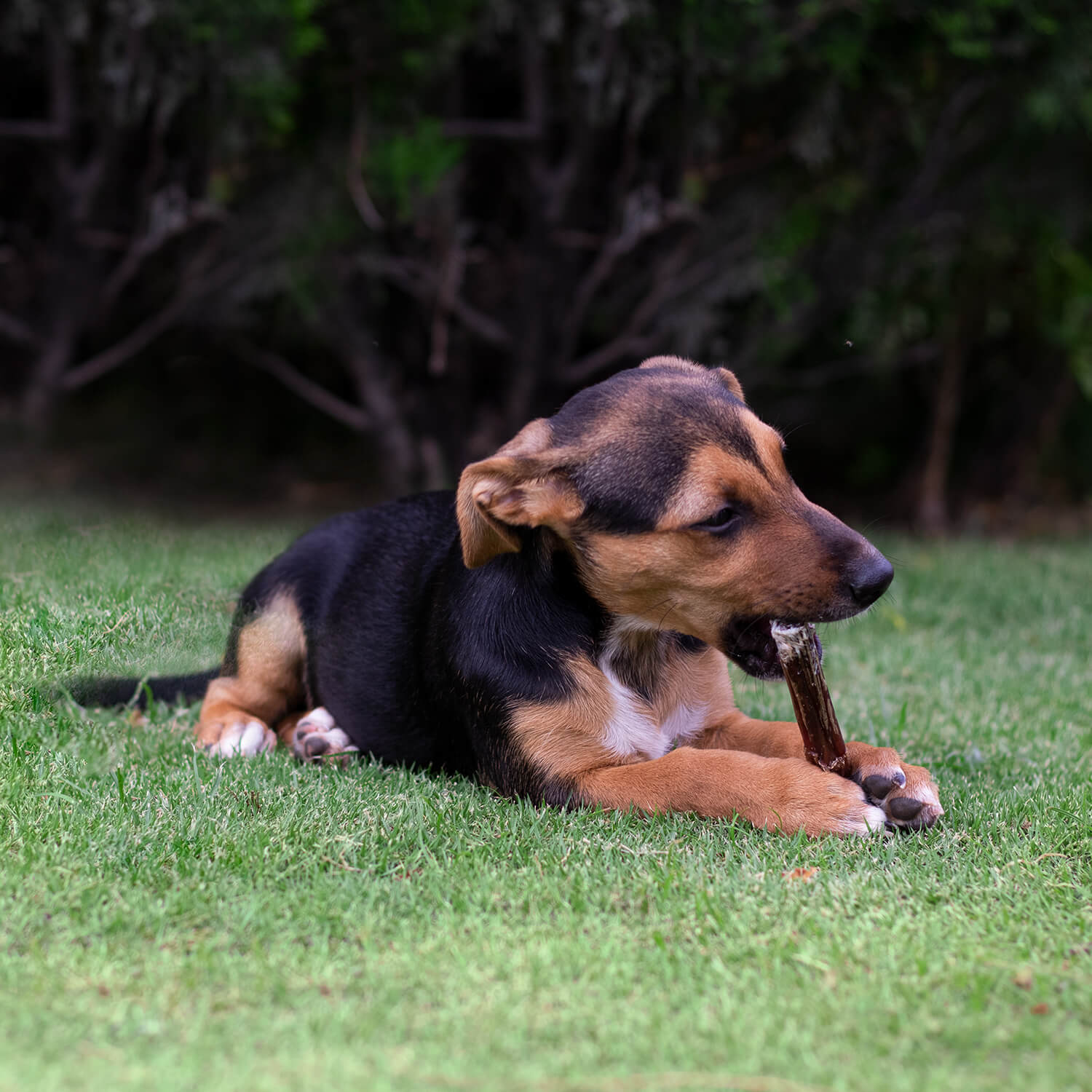 Happy dog enjoying dog bully sticks in green grass, perfect for chewers and training rewards