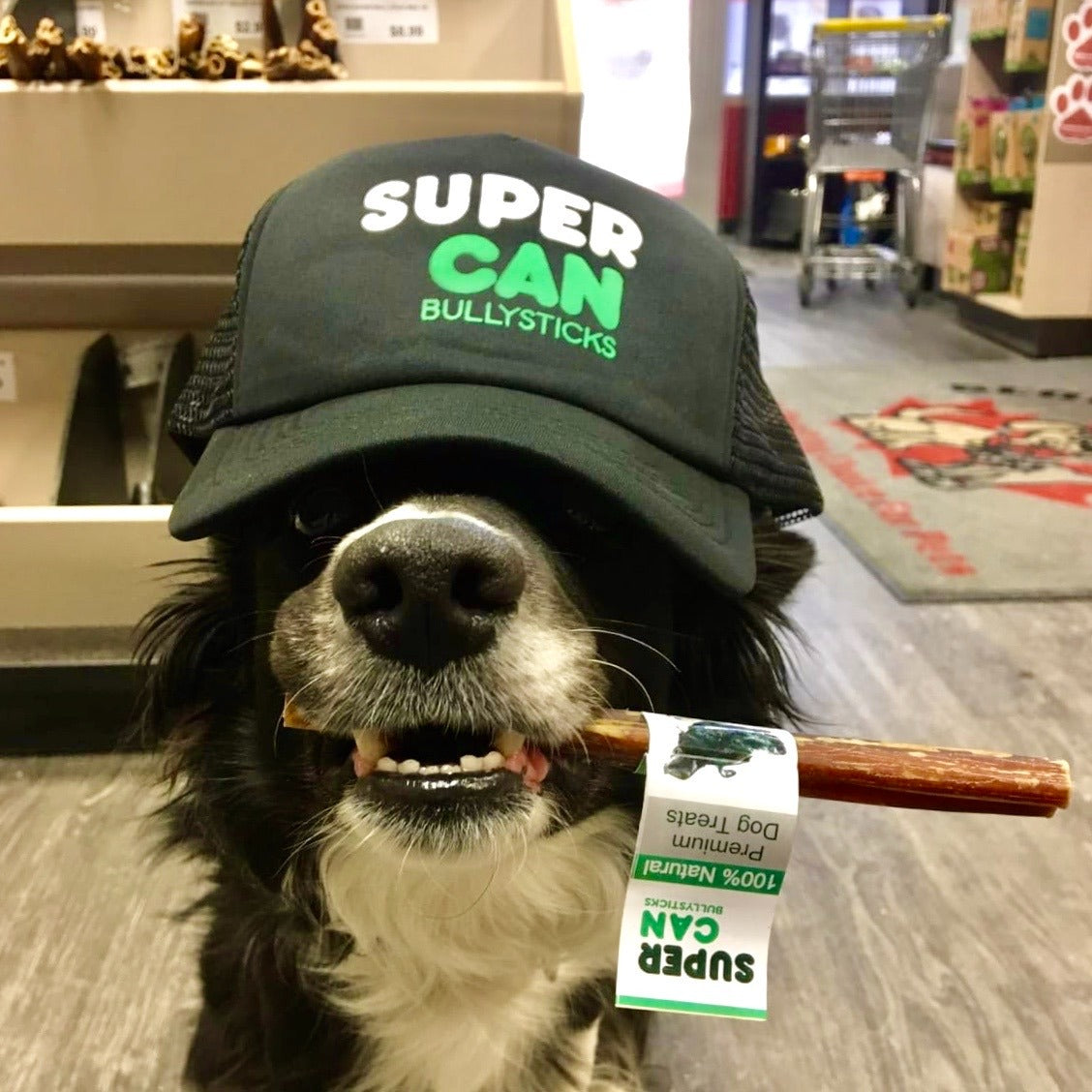 Dog wearing a SuperCan Bully Sticks cap while holding a dog bully stick in its mouth