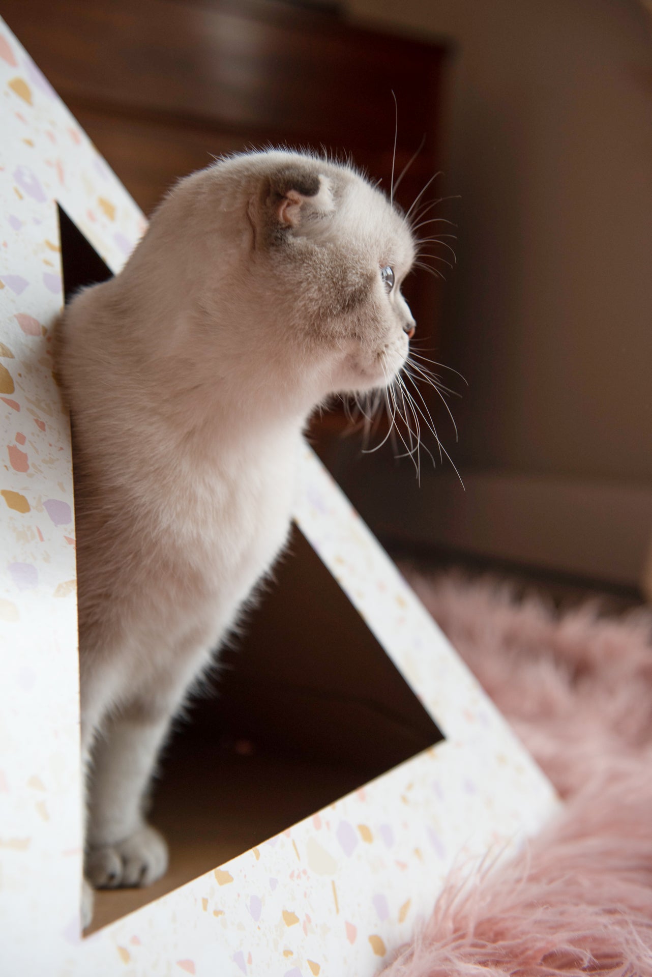 Cat exploring a KittyKardboard sustainable cat furniture pyramid with a cozy interior
