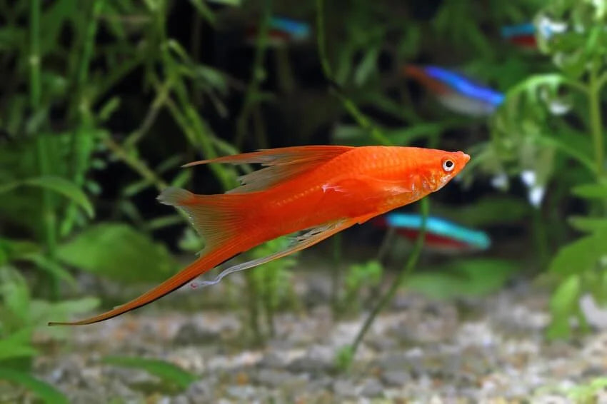 Brick Swordtail Tropical Fish