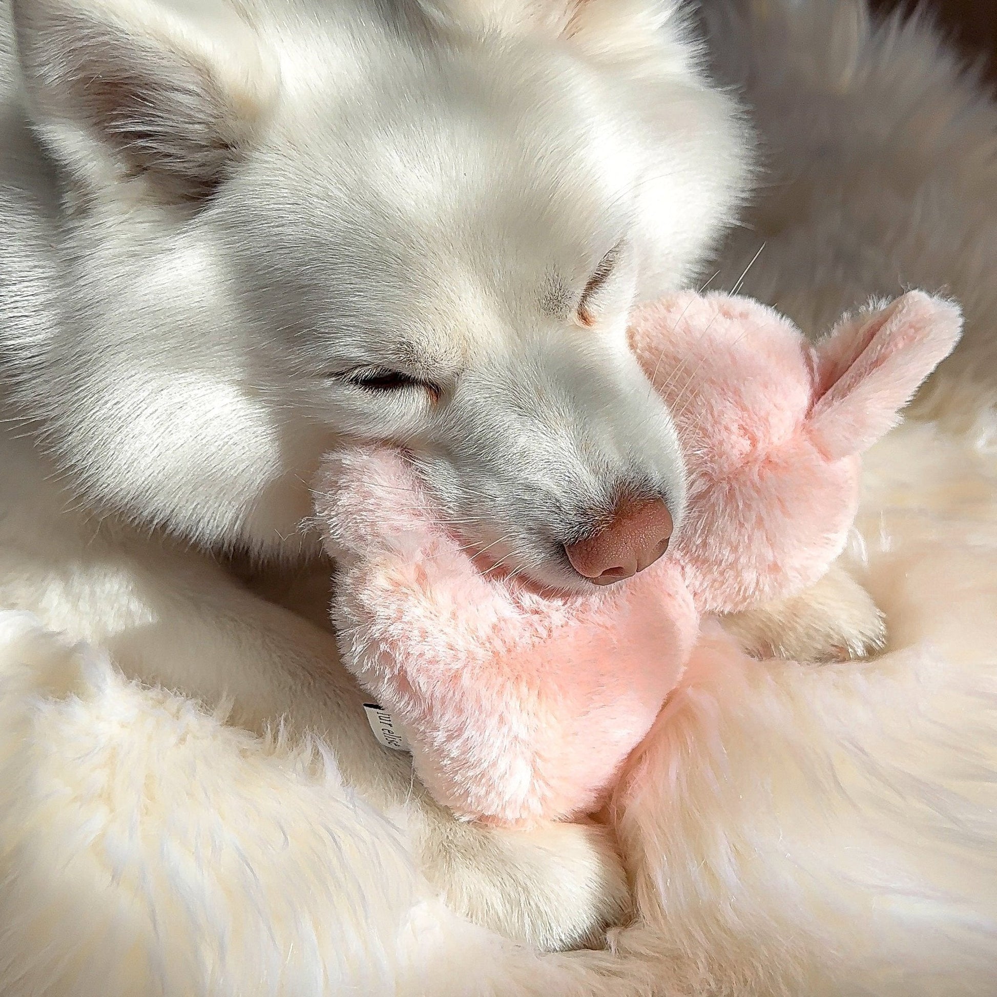 Ruby Plushie Set - Pet Toy - Elise Galleria