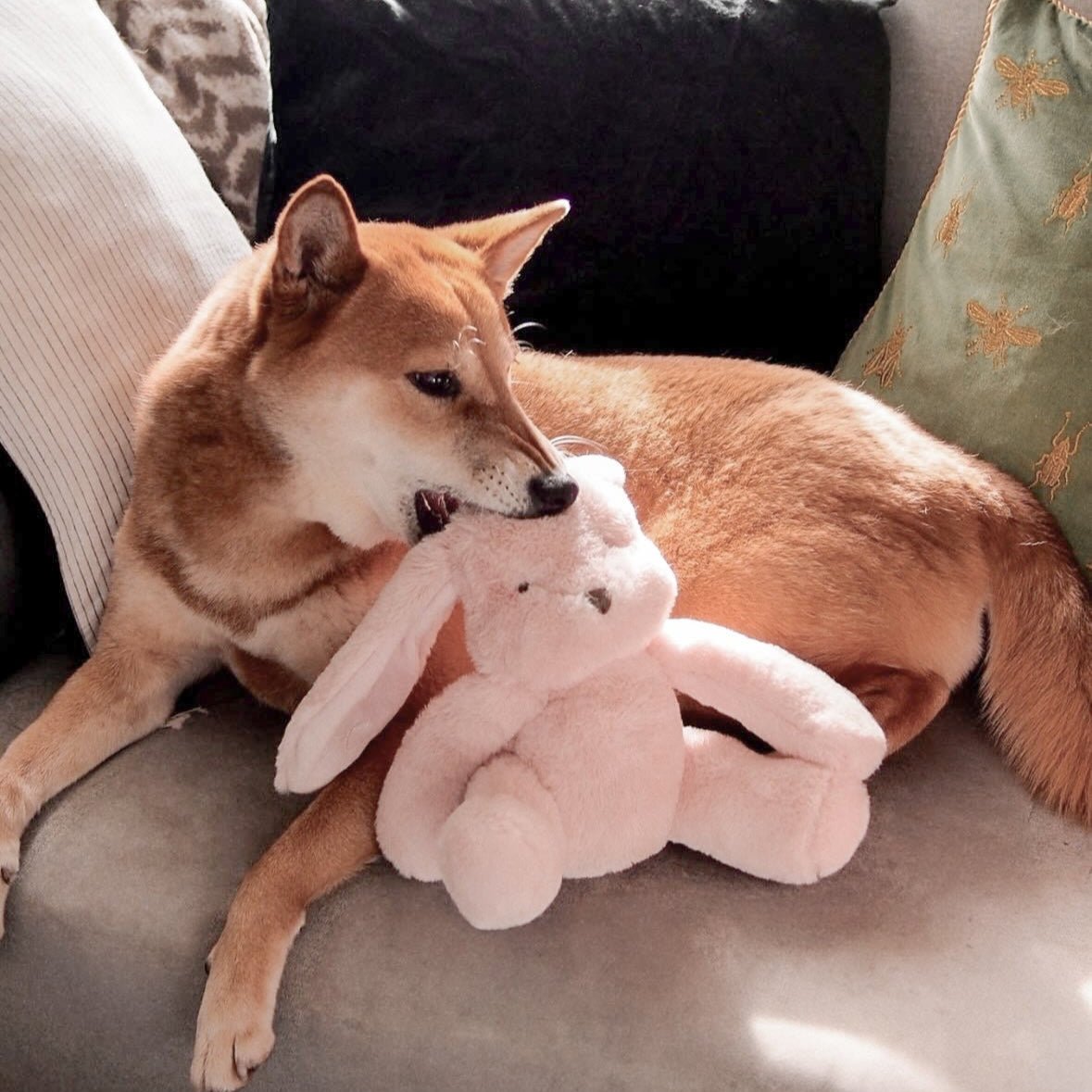 Ruby Plushie Set - Pet Toy - Elise Galleria