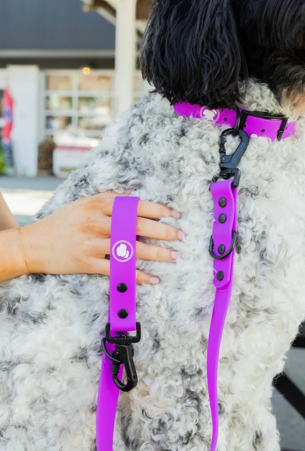 Electric fuchsia dog collar by The Modern Dog Company, available in small, medium, and large sizes, perfect for stylish pe...