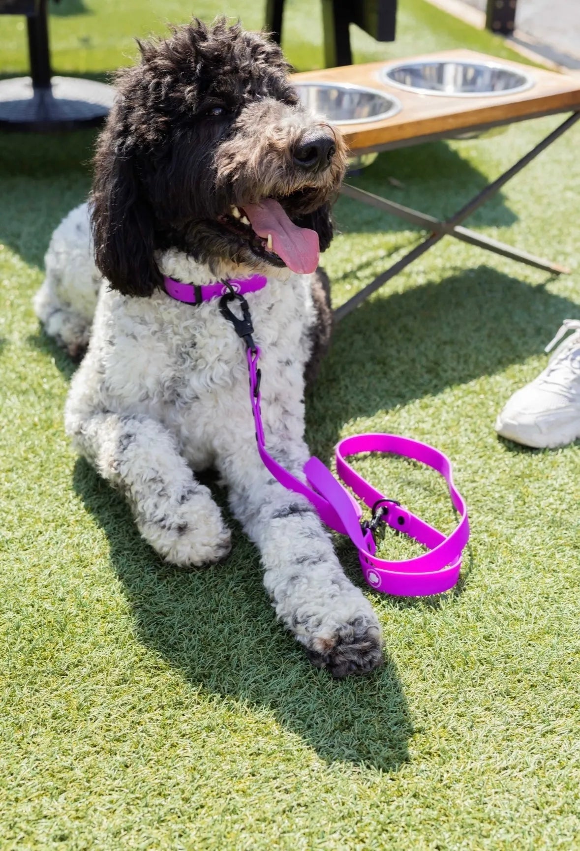 The Modern Dog Company Store - The Modern Dog Company - Electric Fuchsia Leash (Weather + Odor - Dog Leashes