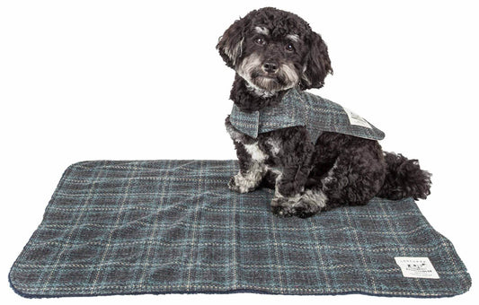 Small black dog wearing a Purrfect Pet Kingdom dog winter jacket with mat in blue plaid pattern