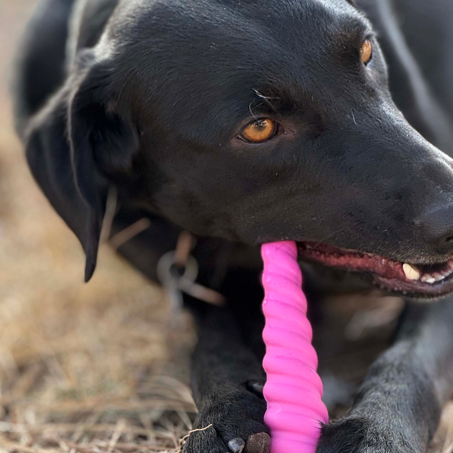 Unicorn Horn Nylon Dog Chew Toy | Durable for Aggressive Chewers