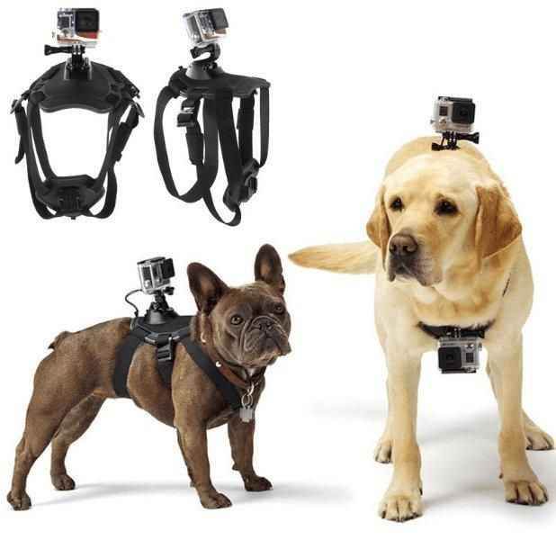 Purrfect Pet Kingdom Adjustable No-Pull Harness with Pet Adventure Camera Gear Purrfect Pet Kingdom