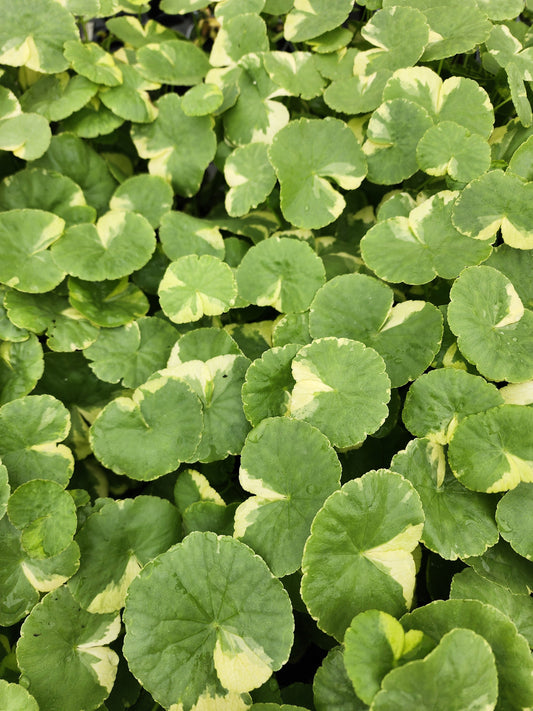 Variegated Pennywort | Hydrocotyle leucocephala Variegated