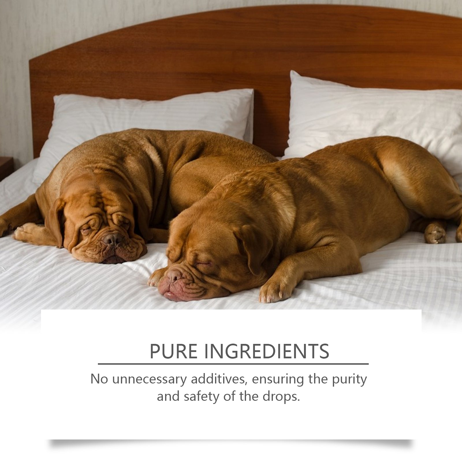 Two relaxed dogs resting on a bed with pet sleep care drops emphasizing pure ingredients for anxiety relief