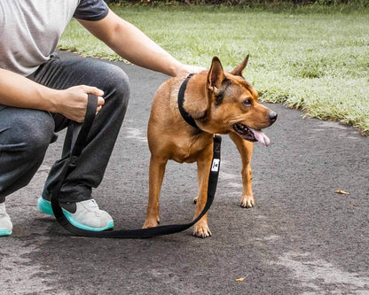 Person holding leash attached to a dog wearing Purrfect Pet Kingdom breathable 2-in-1 dog harness set outdoors