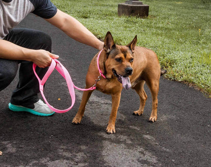 Purrfect Pet Kingdom breathable 2-in-1 dog harness set in pink on medium brown dog with person holding leash