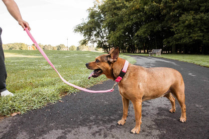 Dog wearing breathable 2-in-1 dog harness set by Purrfect Pet Kingdom on a pink leash outdoors