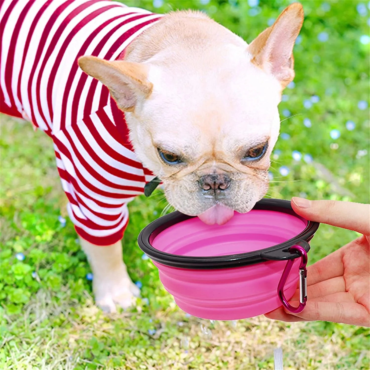 Purple 5" Portable and Foldable Small Dog Bowl set of 5 by Vibhsa, perfect for pet travel and outdoor adventures.