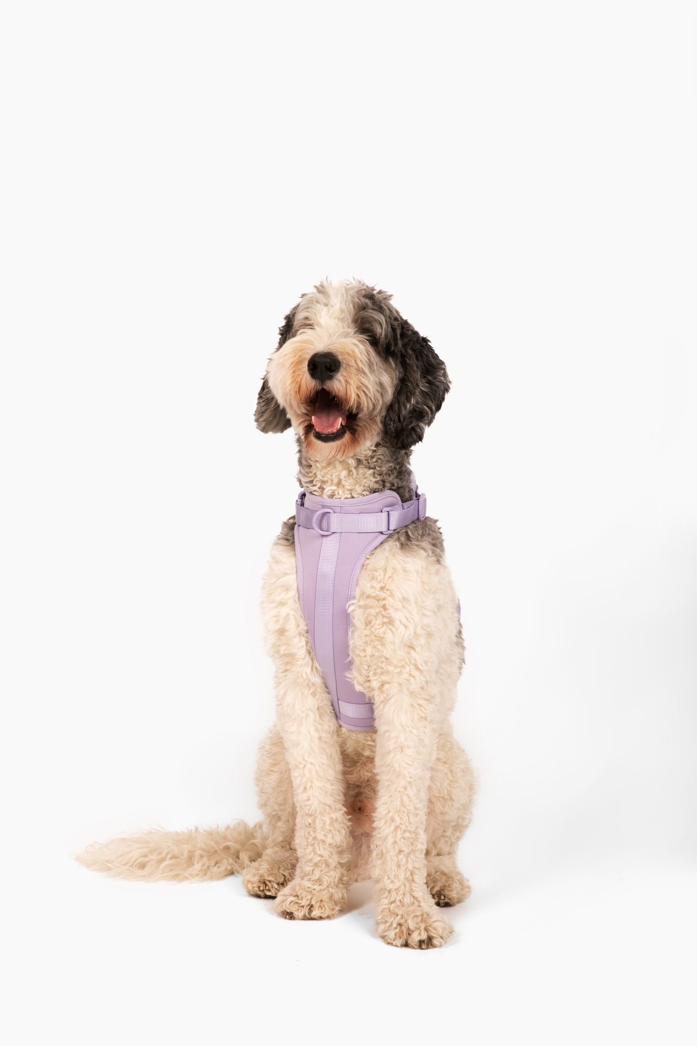 Harness - Pet Collars & Harnesses - Come Here Buddy