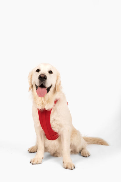 Harness - Pet Collars & Harnesses - Come Here Buddy