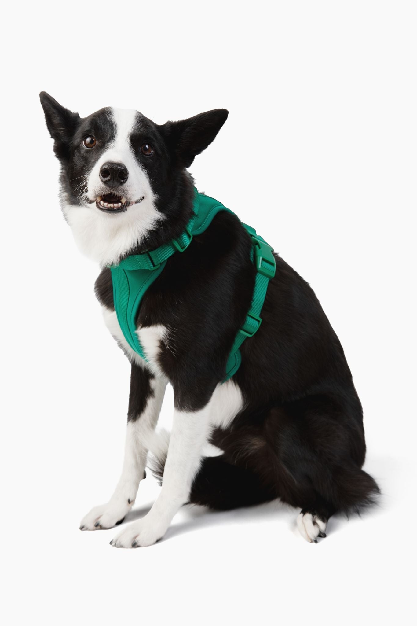 Harness - Pet Collars & Harnesses - Come Here Buddy