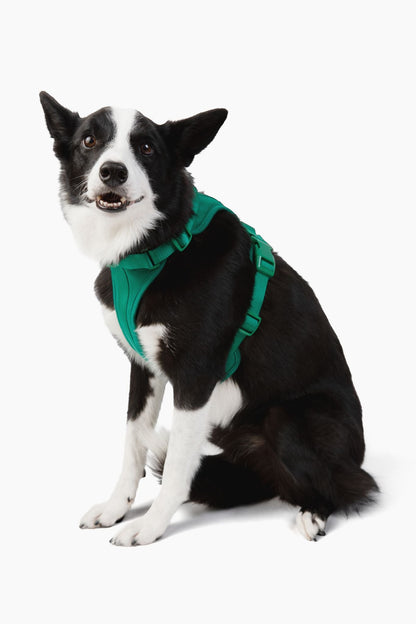 Harness - Pet Collars & Harnesses - Come Here Buddy