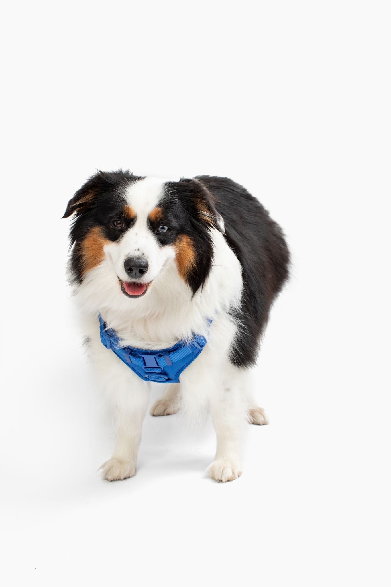Step In Dog Harness - Dog Harness - Come Here Buddy