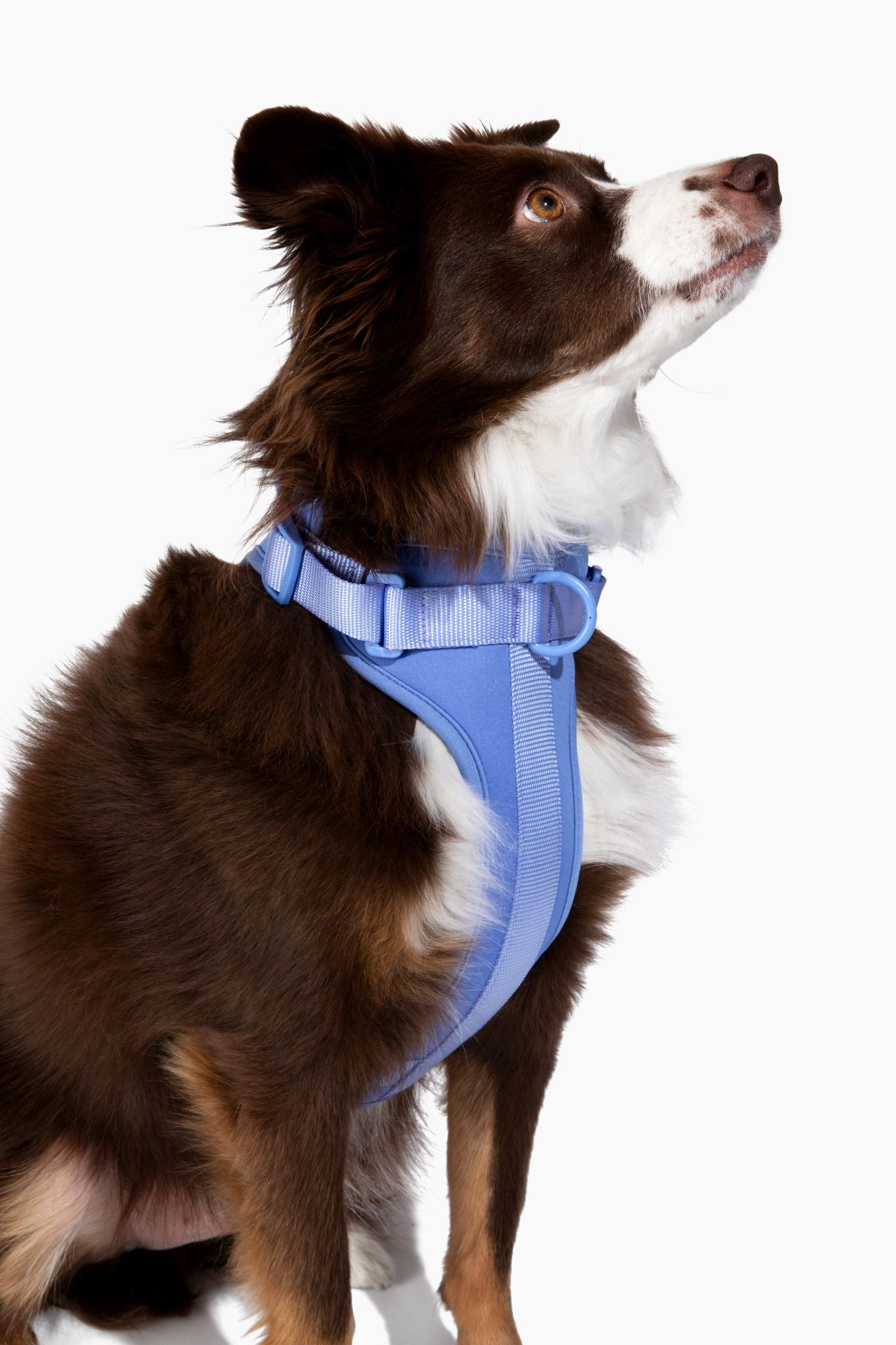 Harness - Pet Collars & Harnesses - Come Here Buddy