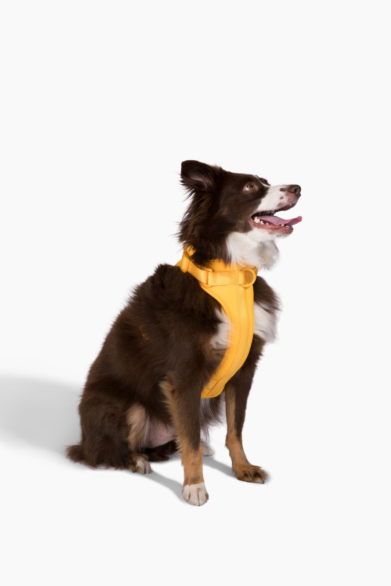 Harness - Pet Collars & Harnesses - Come Here Buddy