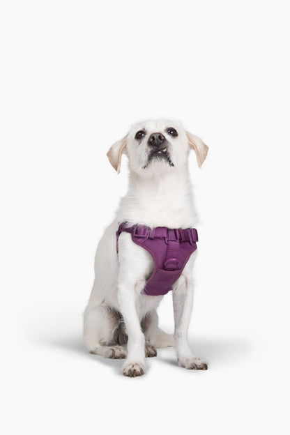 Step In Dog Harness - Dog Harness - Come Here Buddy