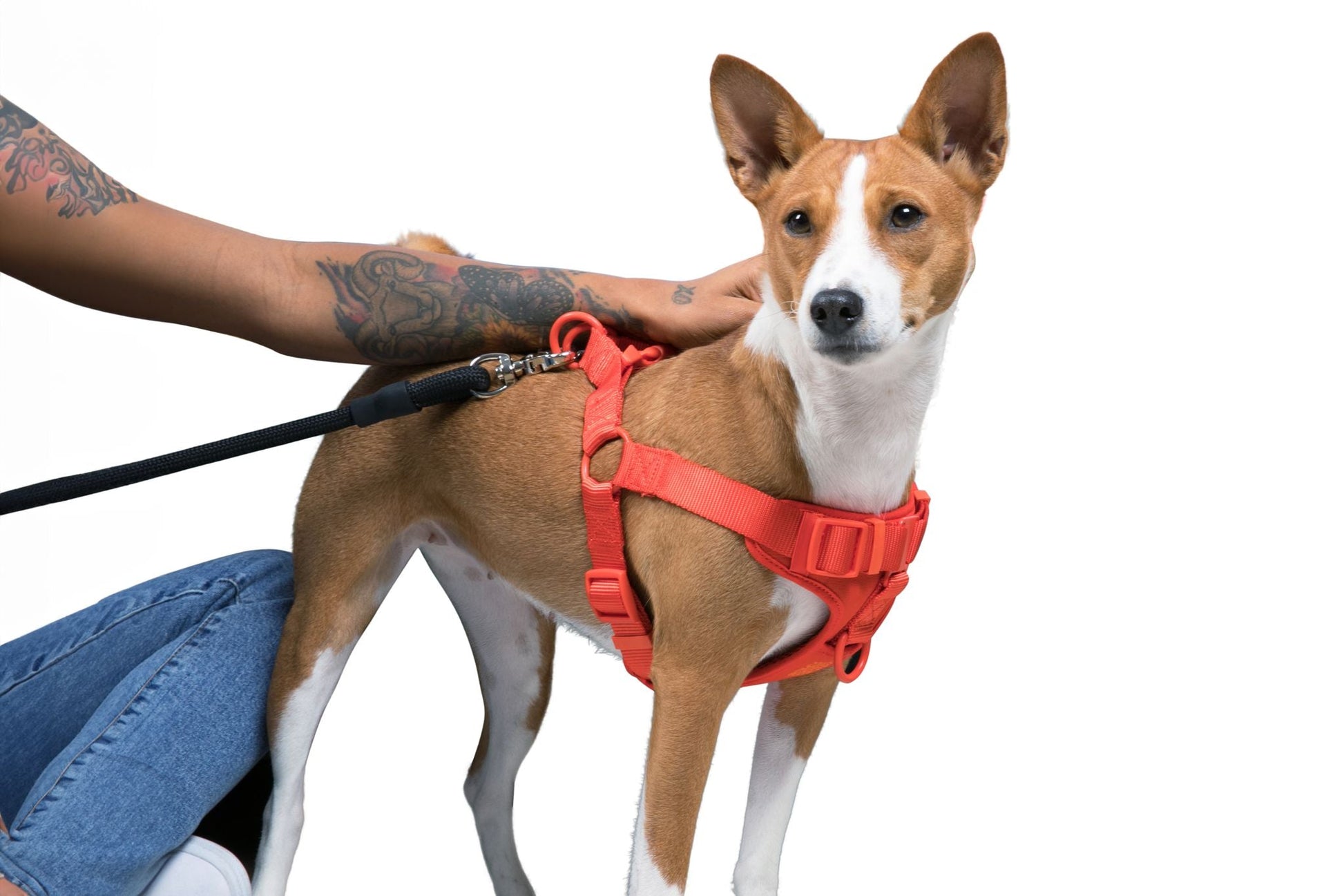 Step In Dog Harness - Dog Harness - Come Here Buddy