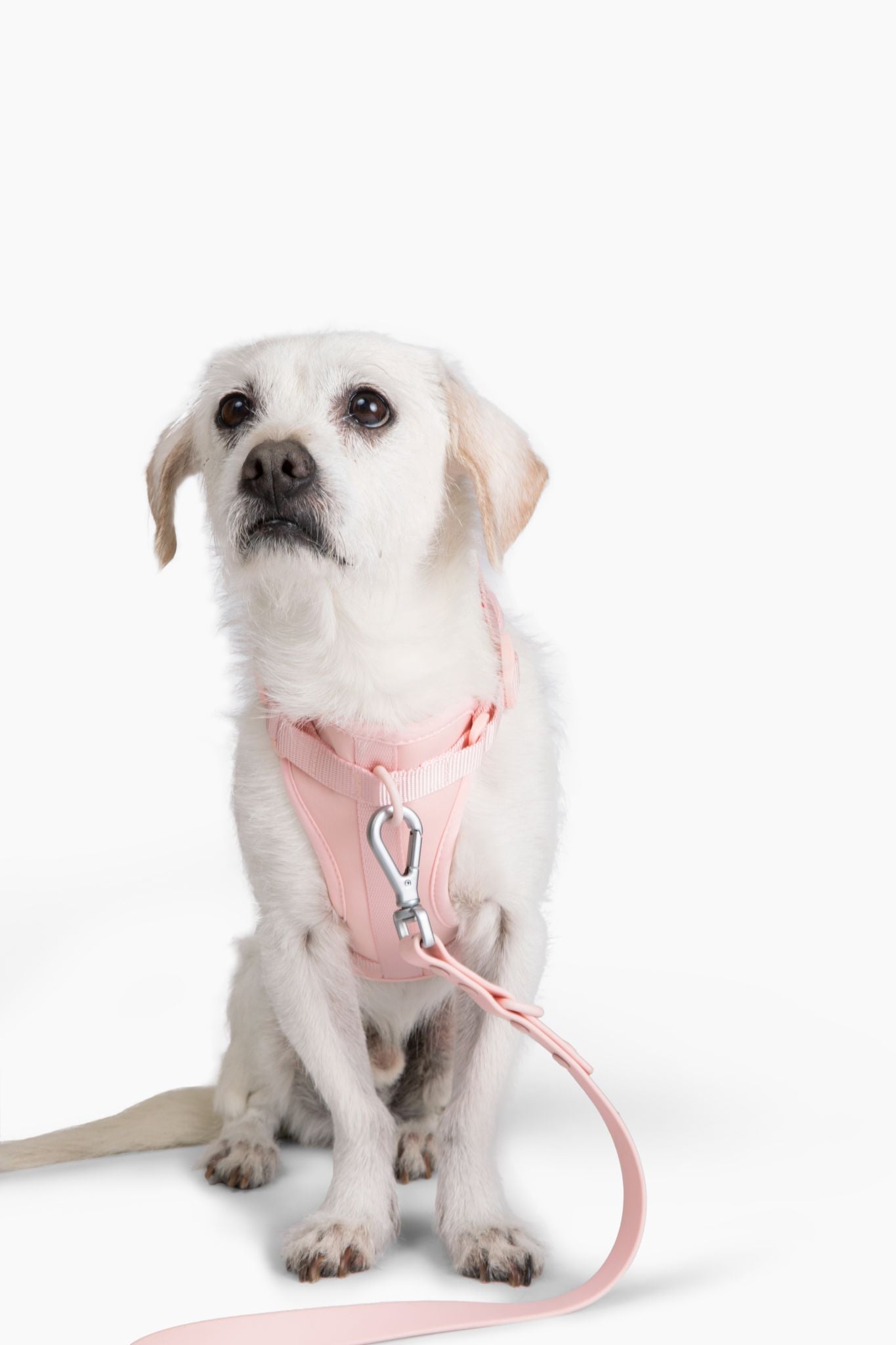 Harness - Pet Collars & Harnesses - Come Here Buddy