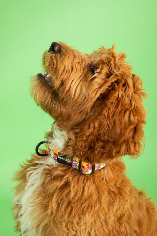 Tutti Frutti Collar Dog Collar | Purrfect Pet Kingdom