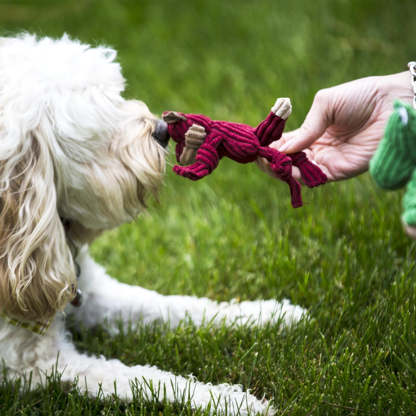Dog Toy Wee Huggles Assorted Plush Toys Pack for Daily Use - gallery product image for dog toy