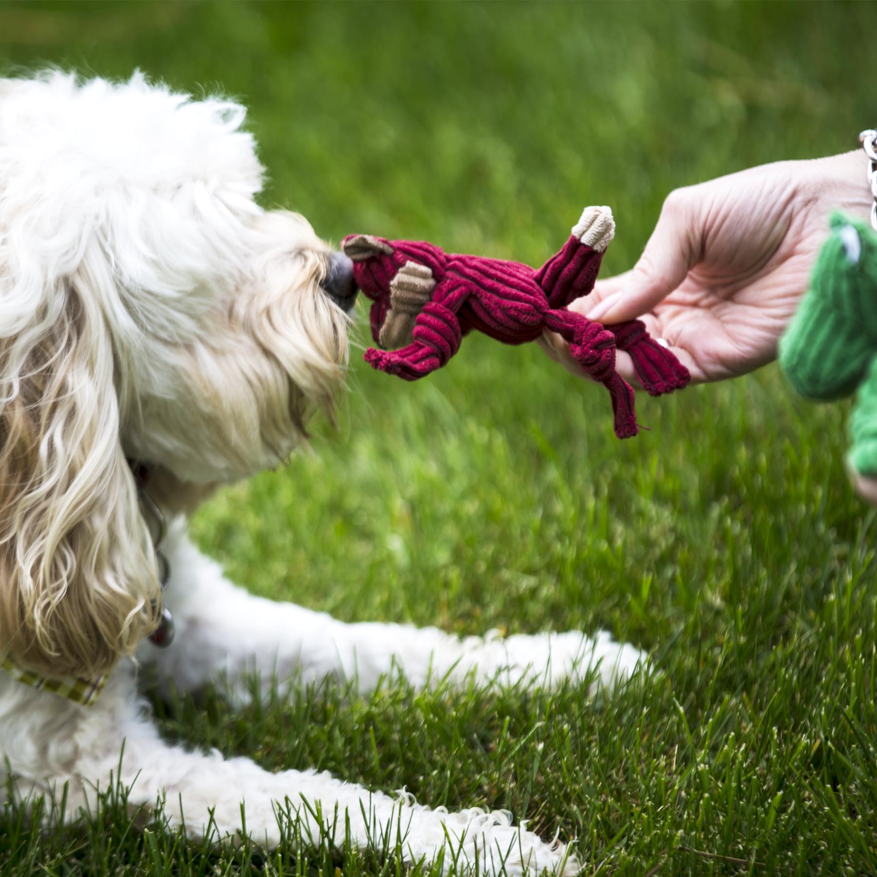 Dog Toy Wee Huggles Assorted Plush Toys Pack for Daily Use - gallery product image for dog toy