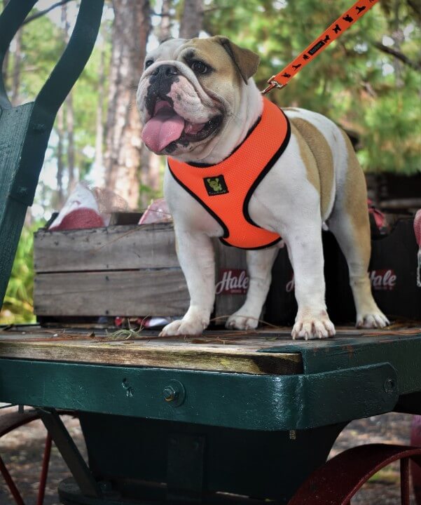 Dog Harness Over-the-Head Harnesses Max Comfort 18 Colors - gallery product image for dog harness