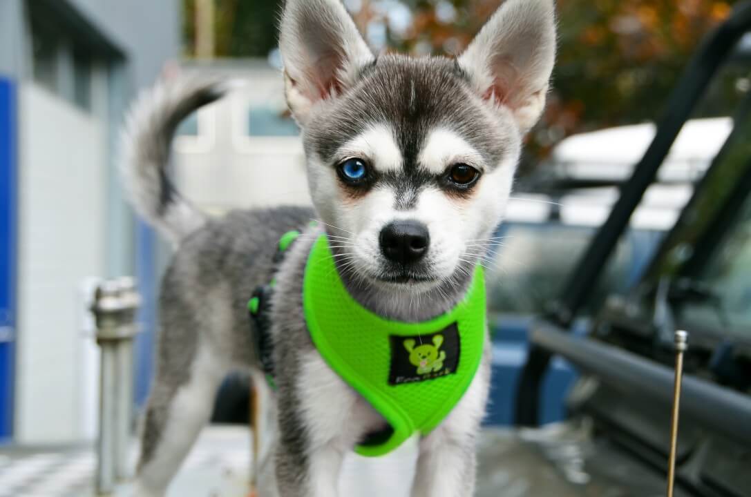 Dog Harness EcoBark Lime Green Harness Over-the-Head Soft - lifestyle product image for dog harness