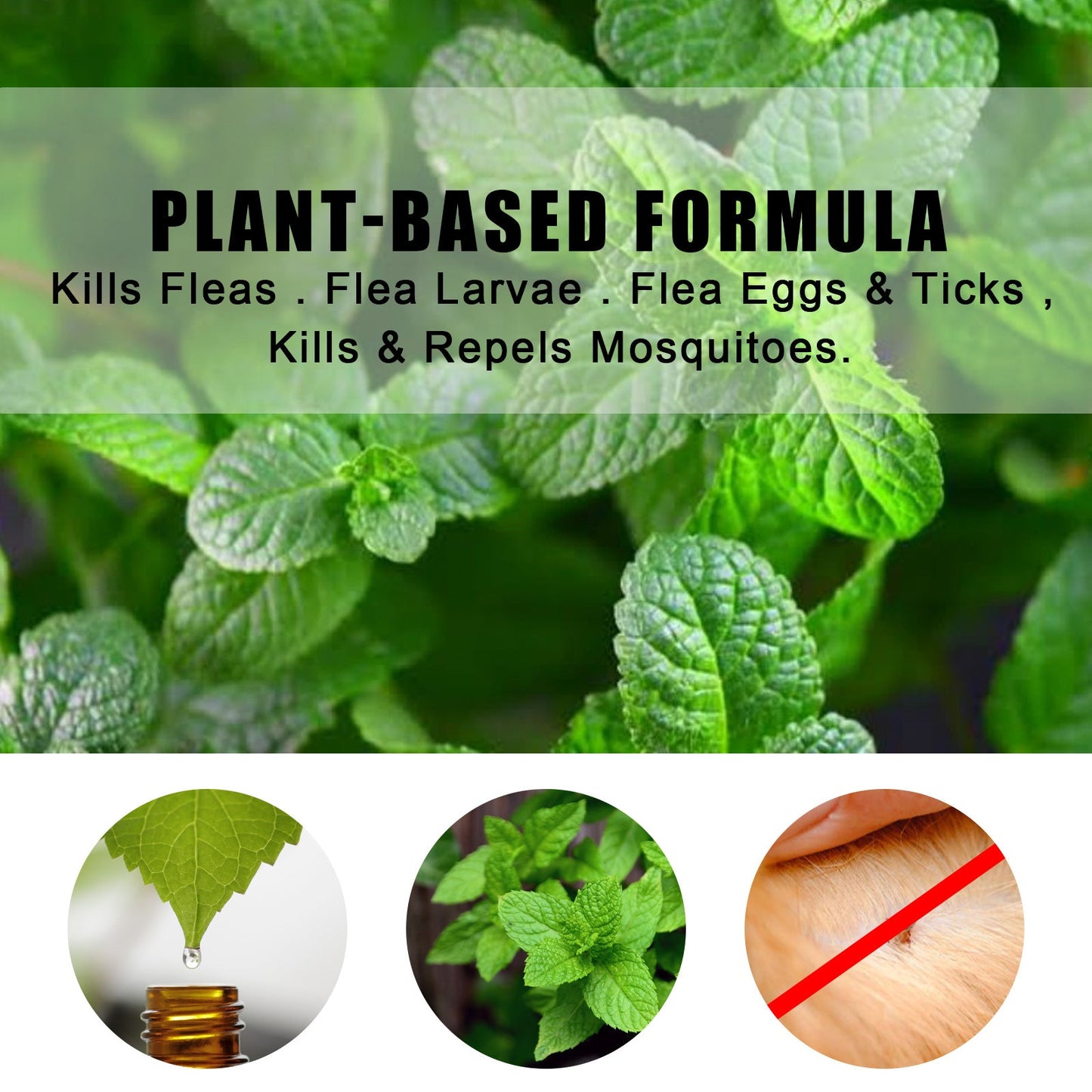 Natural fungus spray for cats and dogs with plant-based formula to kill fleas and repel mosquitoes