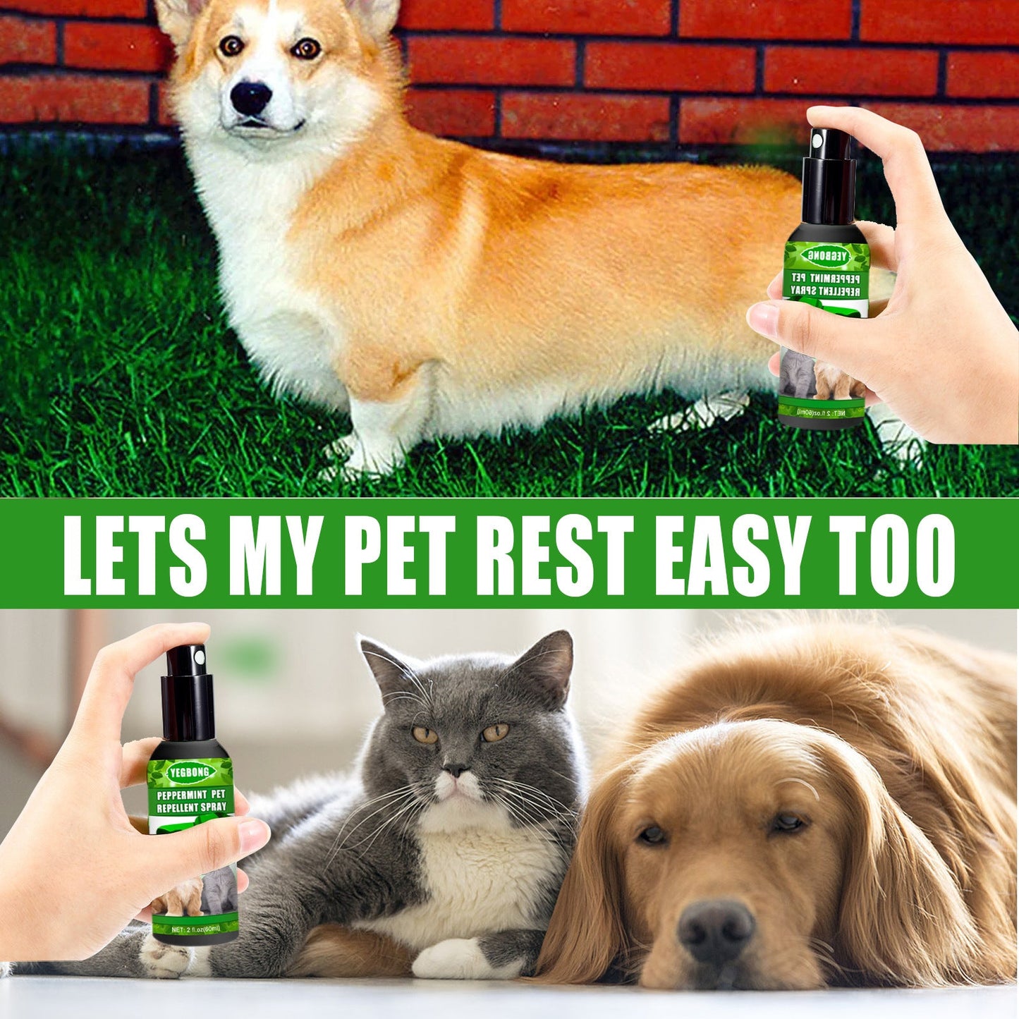 Natural fungus spray for cats and dogs in hand with a Corgi, a cat, and a golden retriever relaxing
