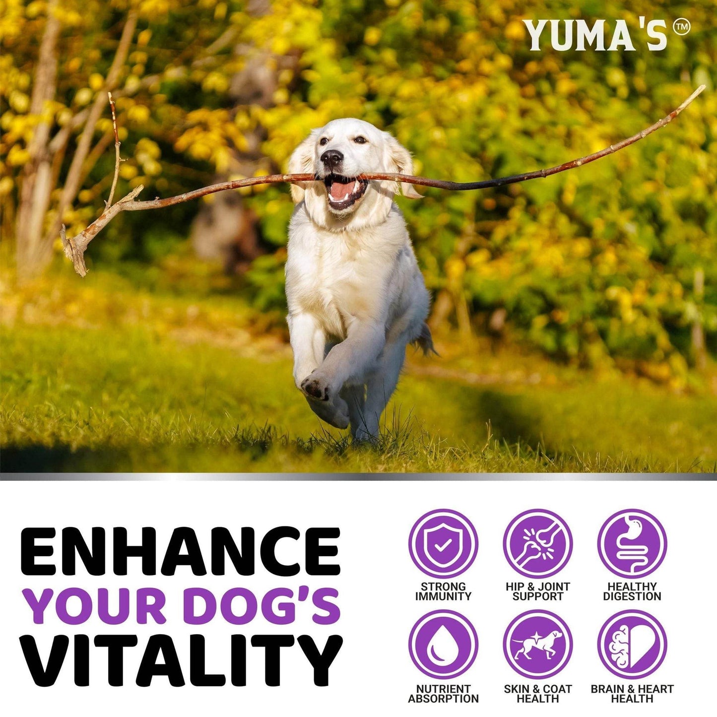 Purrfect Pet Kingdom Joint Support Supplements for Dogs Purrfect Pet Kingdom